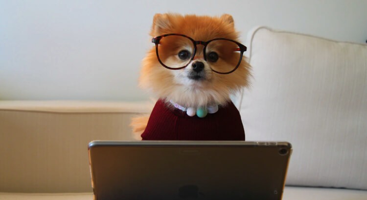 Small dog doing React component unit testing