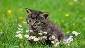 Cat eating daisies in green grass