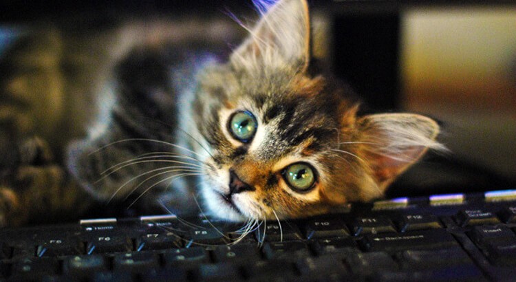Cat laying on keyboard